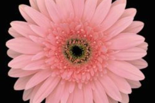 Gerberas-pink (Rosalin)