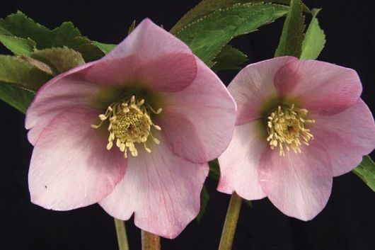 Helleborus-pink