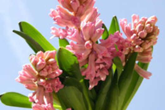 Hyacinth-pink