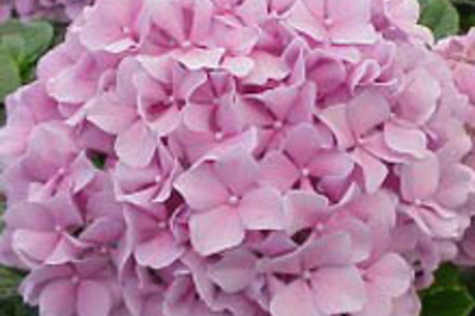 Hydrangea-light pink