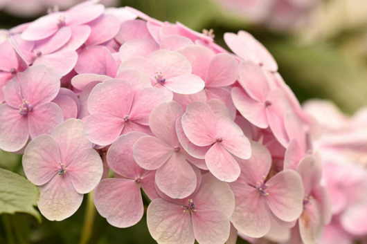 Hydrangea, Pink