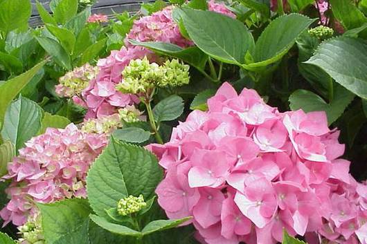 Hydrangea-pink