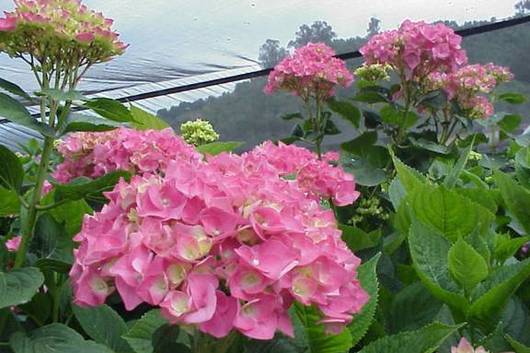 Hydrangea, local-hot pink