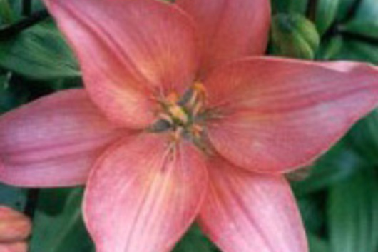 L.A. Hybrid Lily-mauve