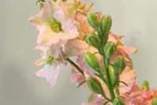 Larkspur-light pink