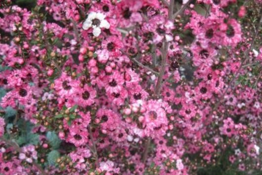 Lepto, flowering-pink