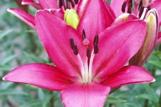 Lily L.A. Hybrid-dark pink