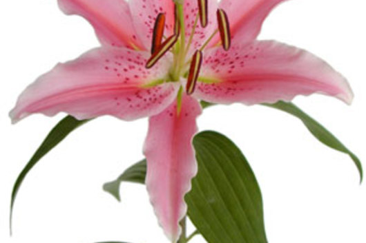 Lily Oriental, Activa