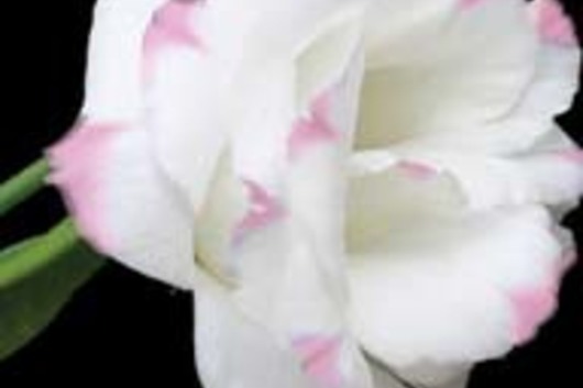 Lisianthus, doubles-white/pink variegated