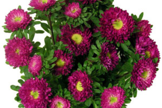 Matsumoto Asters-hot pink