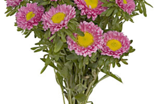 Matsumoto Asters-light pink