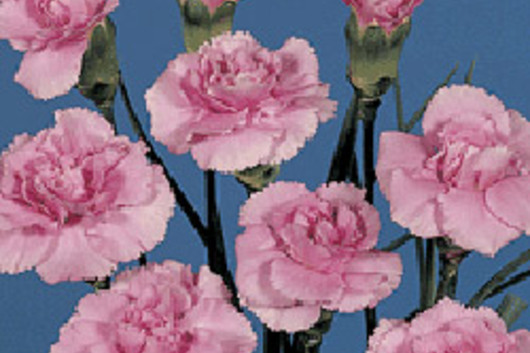 Mini Carnations Fuchsia