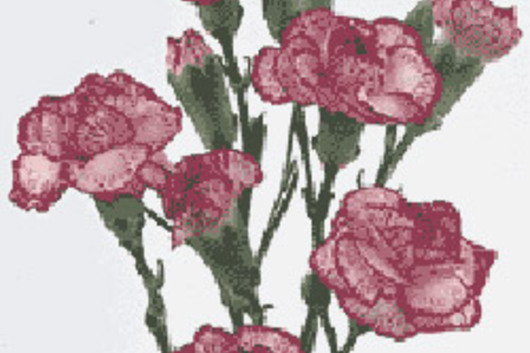 Mini Carnations-white & pink