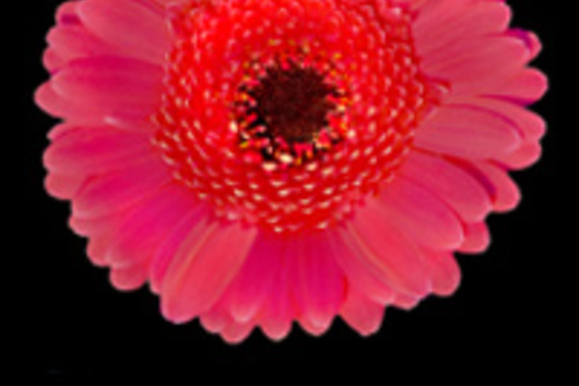 Mini Gerberas-hot pink