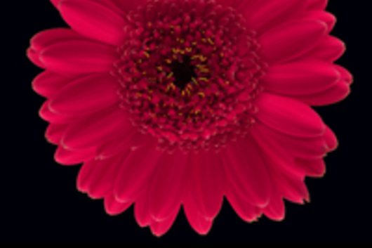 Mini Gerberas-hot pink (Aisha)