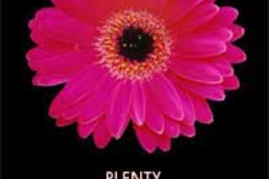 Mini Gerberas-hot pink (Plenty