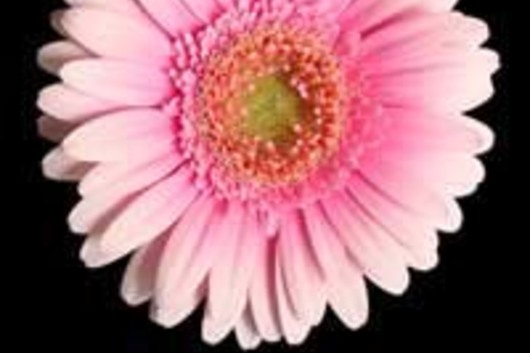 Mini Gerberas-light pink