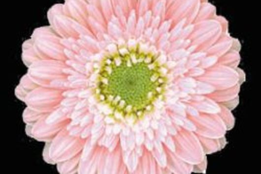 Mini Gerberas-pink (Kimberly)