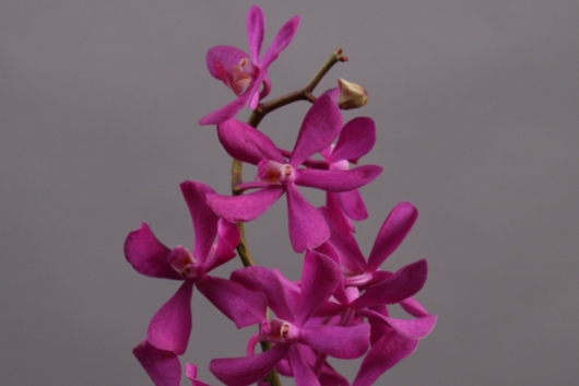Mokara Orchid, Calypso