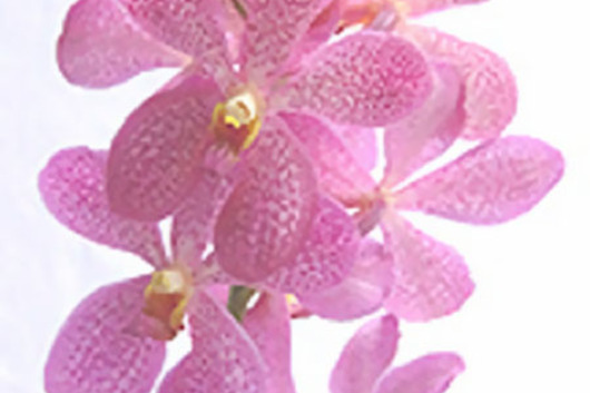 Orchid, Mokara-pink