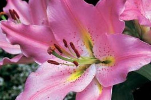 Oriental Lily, Acapulco