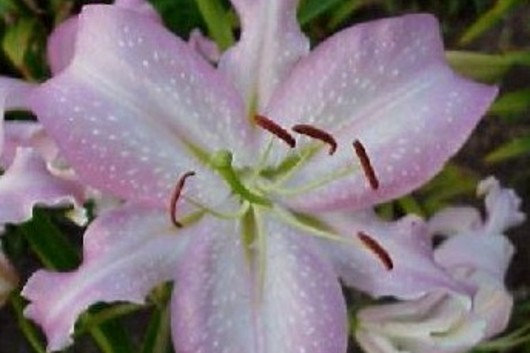 Oriental Lily, Broadway