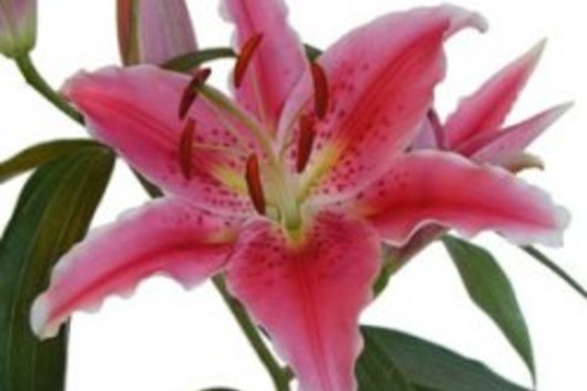 Oriental Lily, Canberra