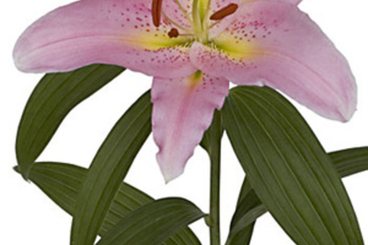 Oriental Lily, Lombardia