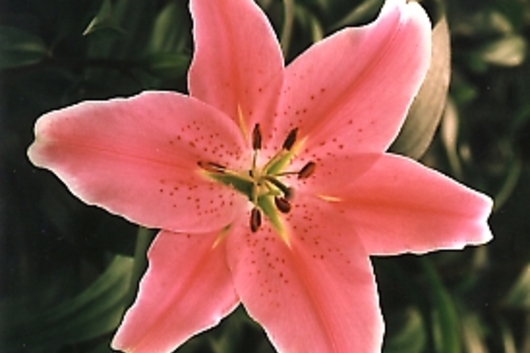 Oriental Lily, Sorbonne