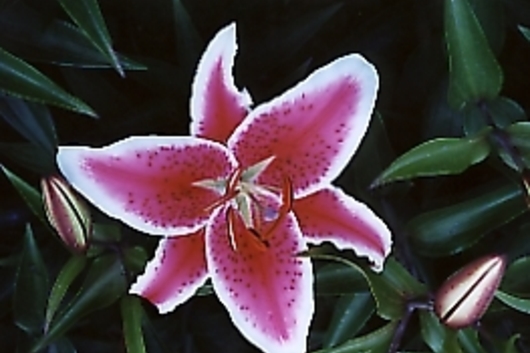 Oriental Lily, Starfighter