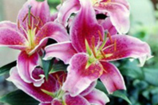 Oriental Lily, Stargazer