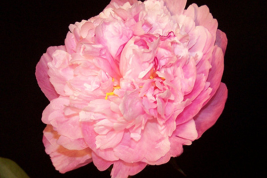 Peony-light pink(Sarah Bernardt)