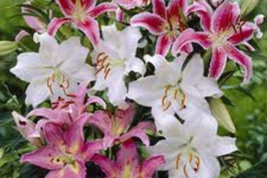 Pink Oriental Lilies, 12bu