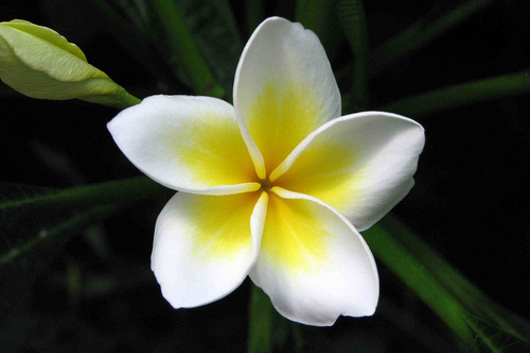 Plumeria Blooms