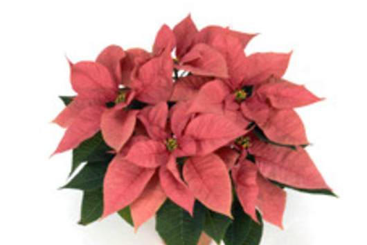 Poinsetta Plants Pink 6.5"