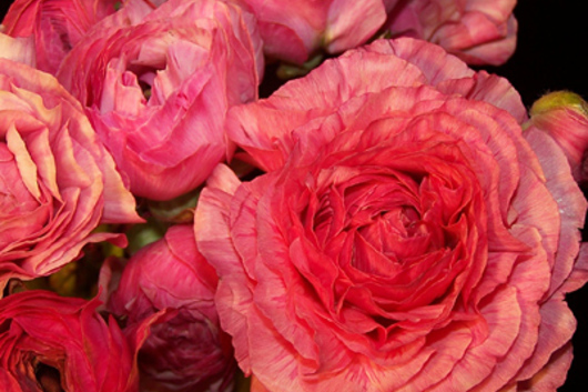 Ranunculus, light pink