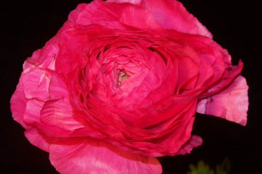 Ranunculus, hot pink