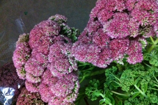 Sedum-pink