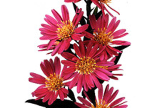 Serenade Asters-hot pink