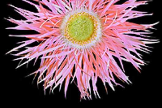 Spider Gerberas-light pink